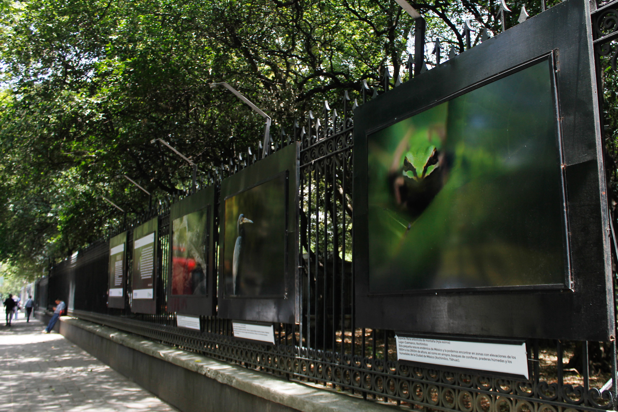 MX BR INAUGURACIÓN FAUNA DE LA CDMX (4).jpg