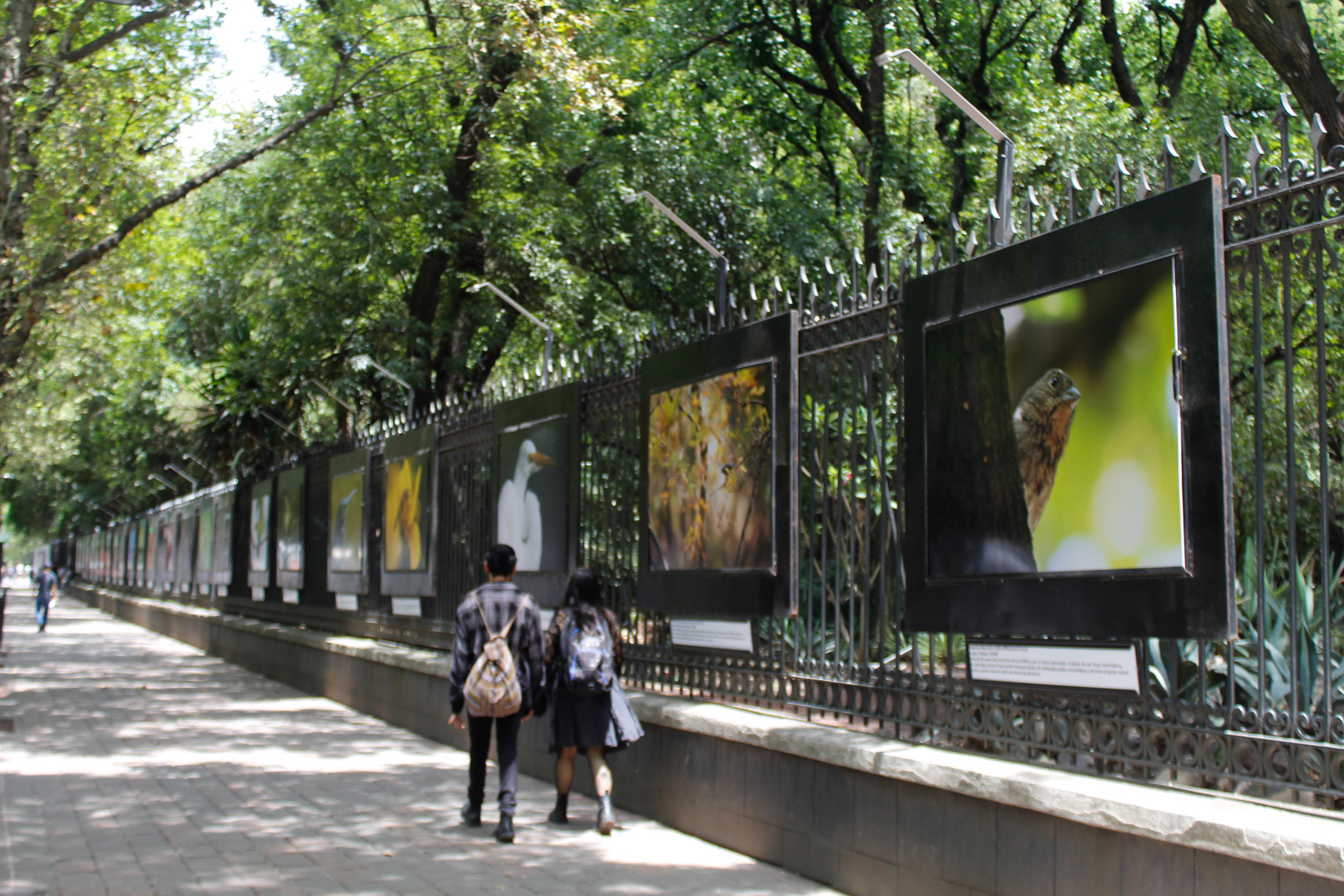 MX BR INAUGURACIÓN FAUNA DE LA CDMX (6).jpg