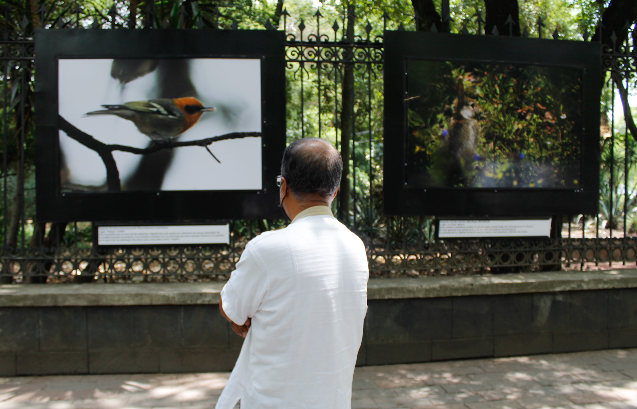 MX BR INAUGURACIÓN FAUNA DE LA CDMX (8).jpg