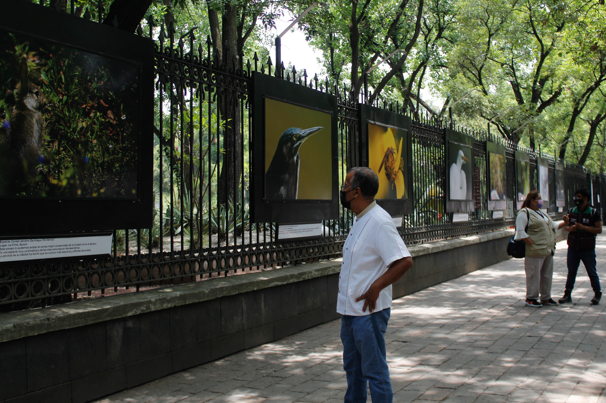 MX BR INAUGURACIÓN FAUNA DE LA CDMX (9).jpg