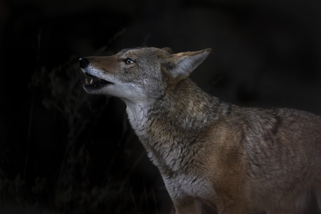 Fauna3.jpeg