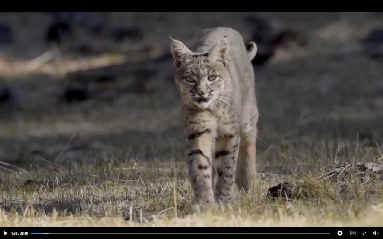 MUNIC OCELOTE.jpeg